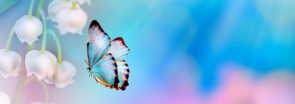 Butterfly Background