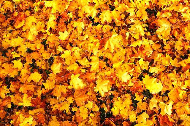 Fall Background