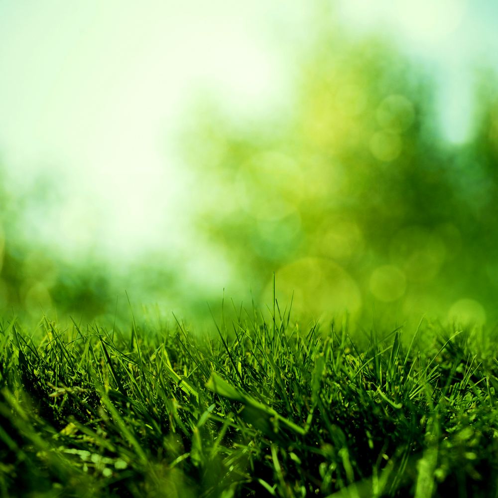 Grass Background