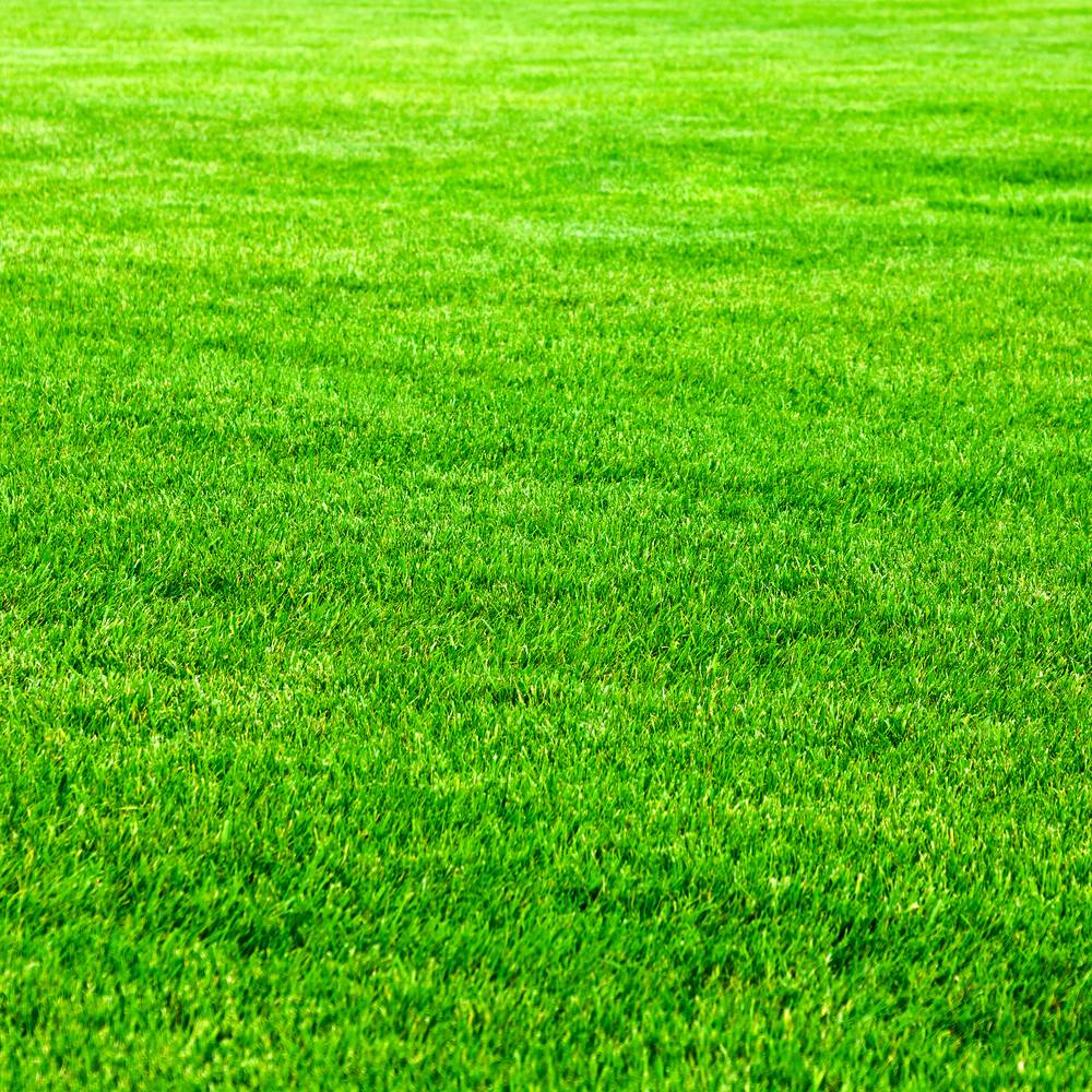 Grass Background