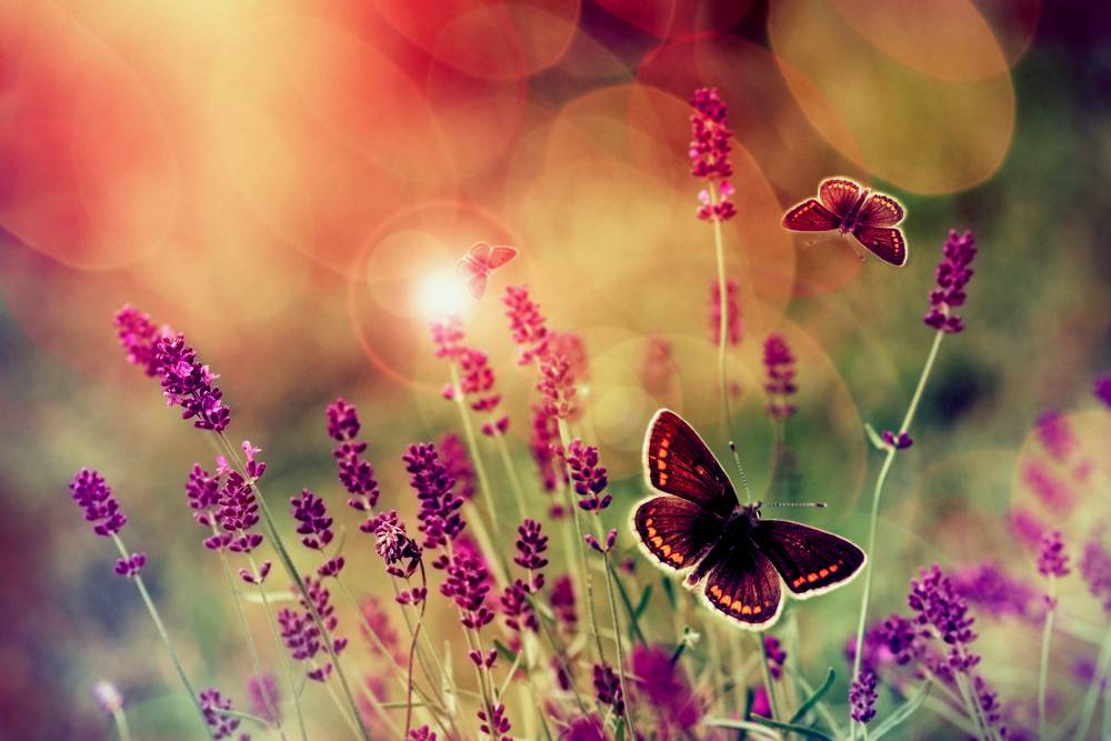 Butterfly Background