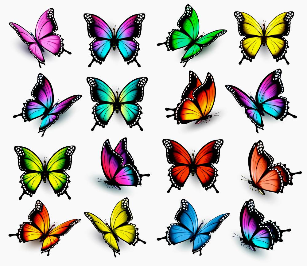 Butterfly Background