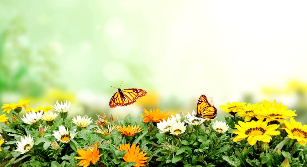 Butterfly Background