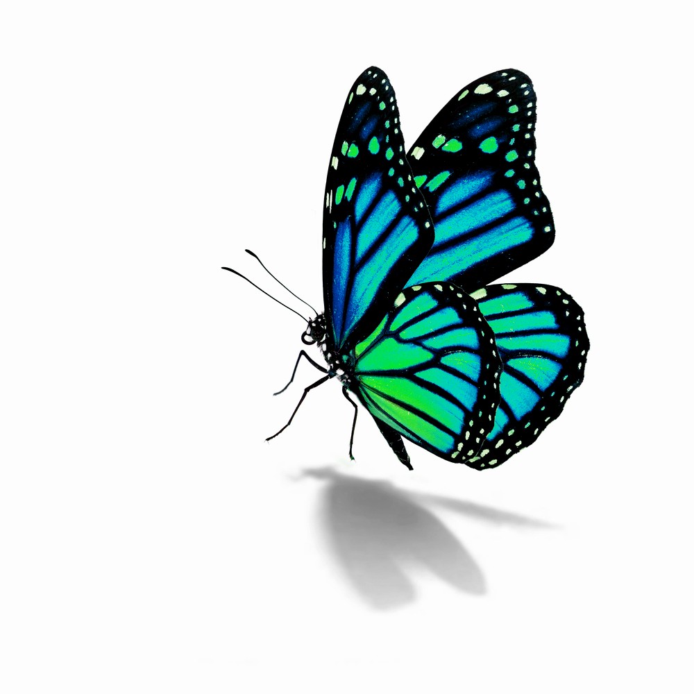 Butterfly Background