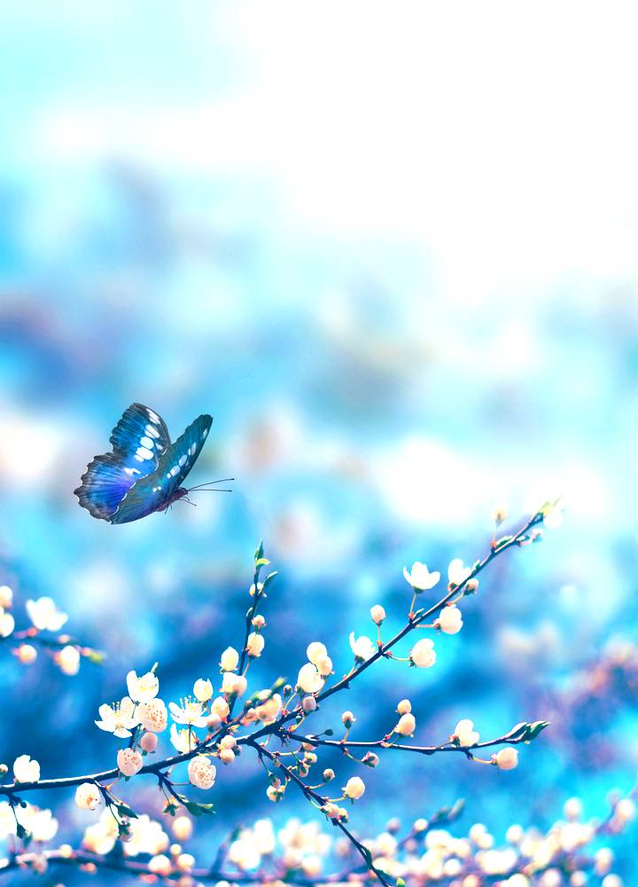 Butterfly Background