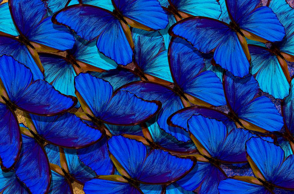 Butterfly Background