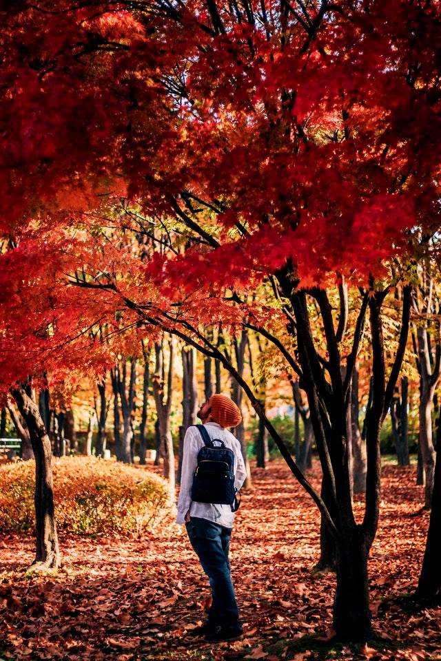 Fall Background