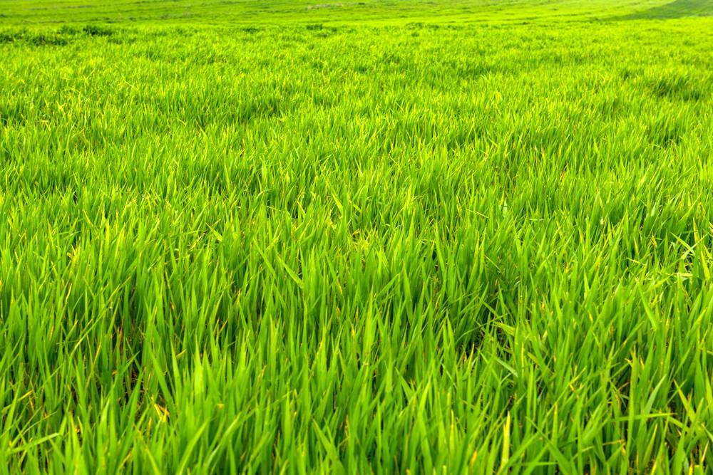 Grass Background