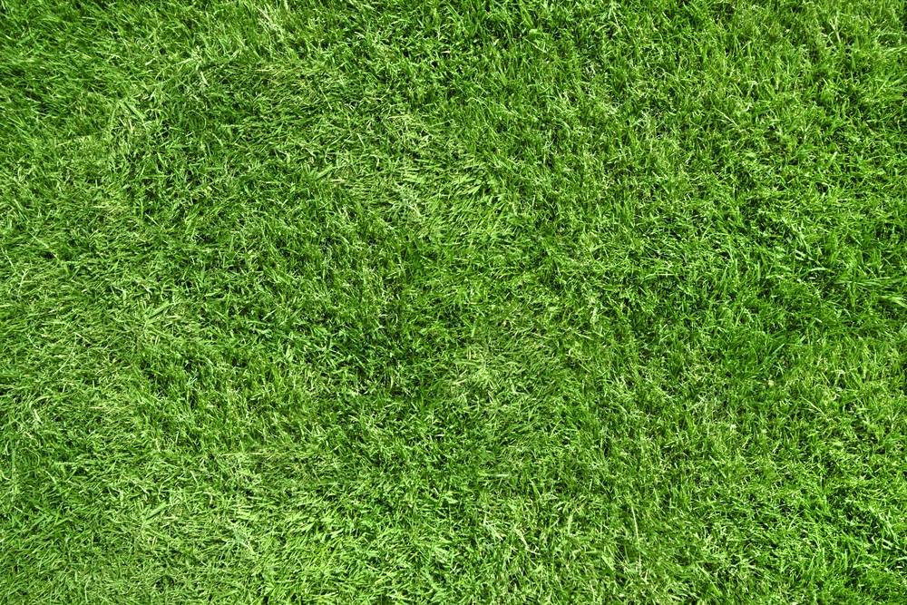 Grass Background