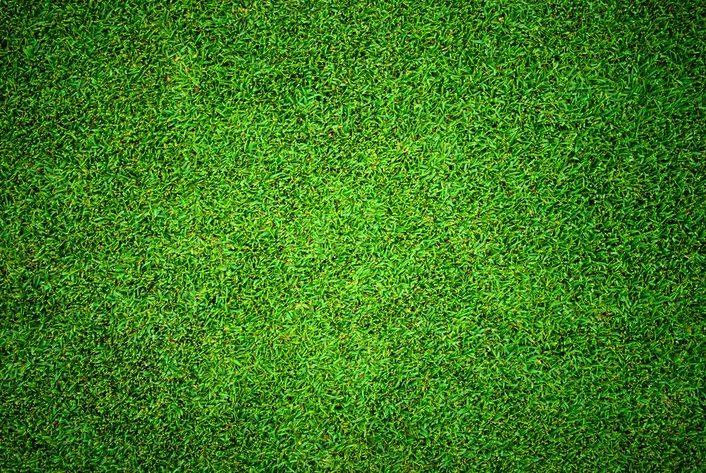 Grass Background