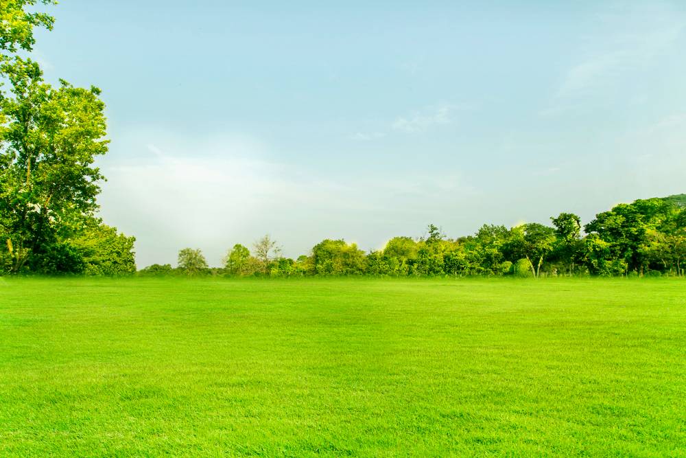 Grass Background