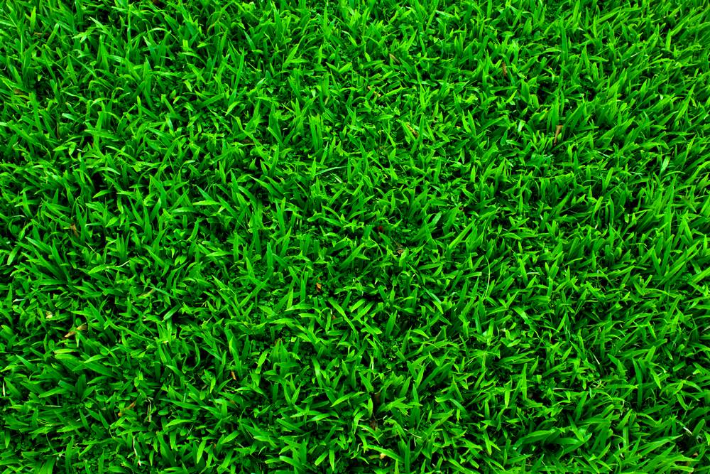 Grass Background