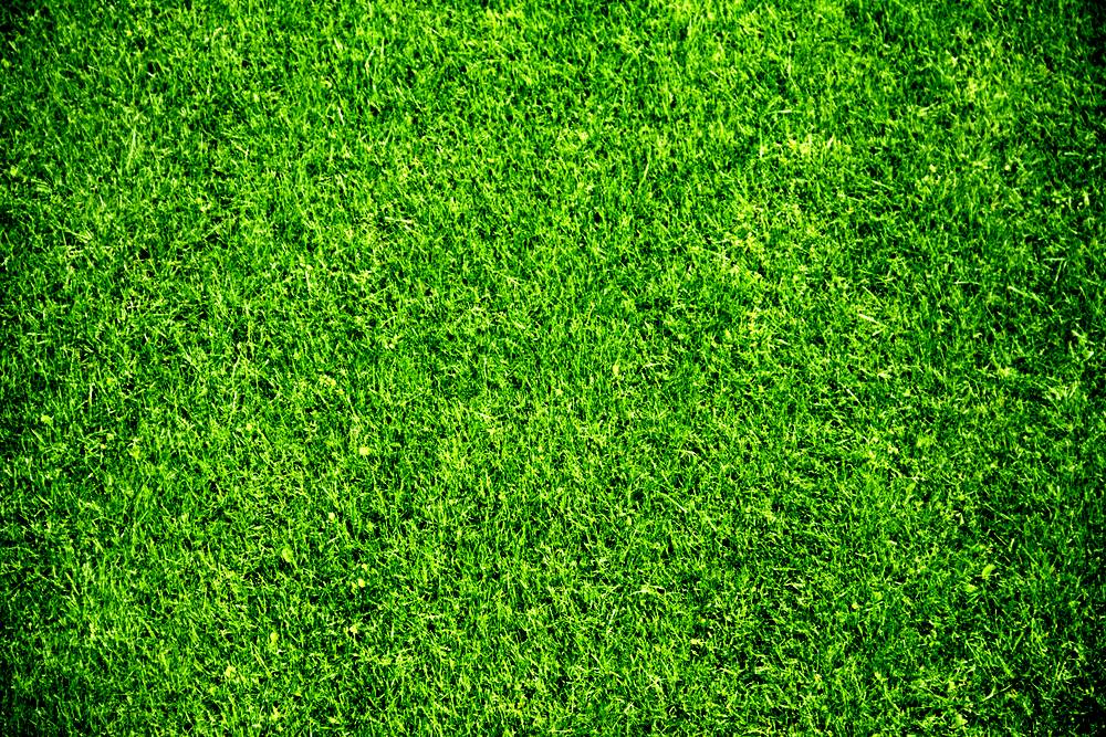 Grass Background