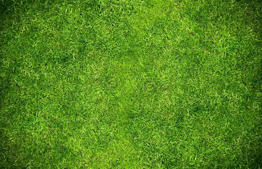 Grass Background