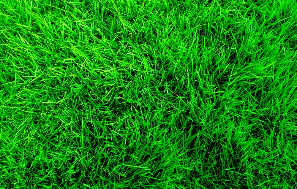 Grass Background