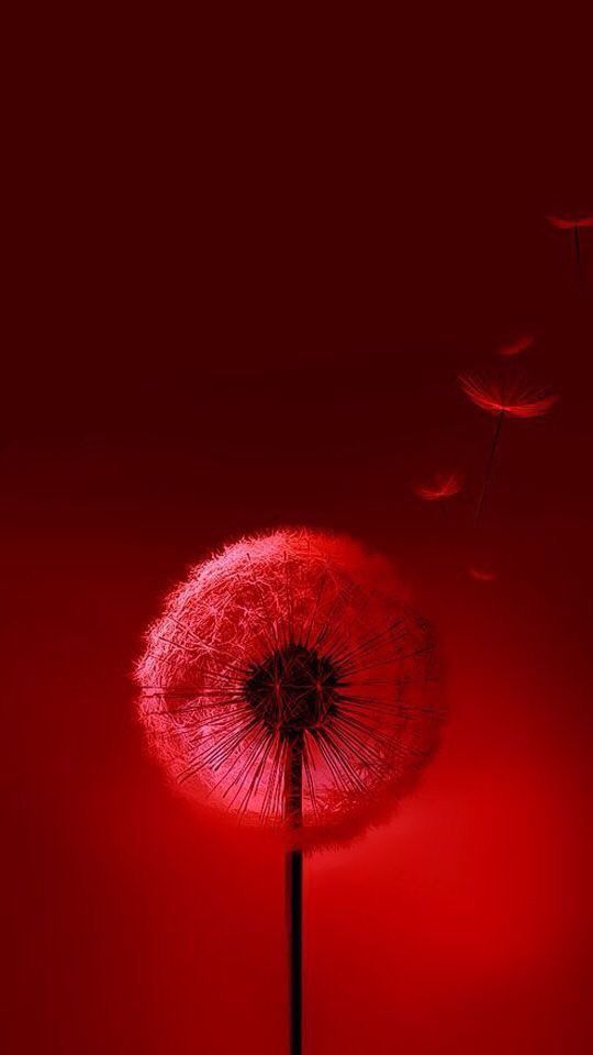 Red Wallpaper